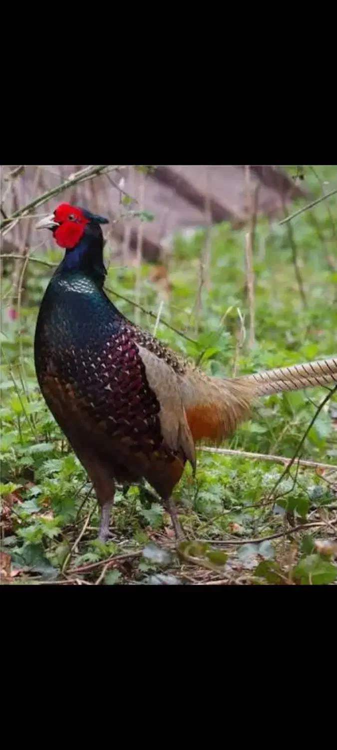 پرنده تزیئنی|حیوانات|بجنورد, |دیوار