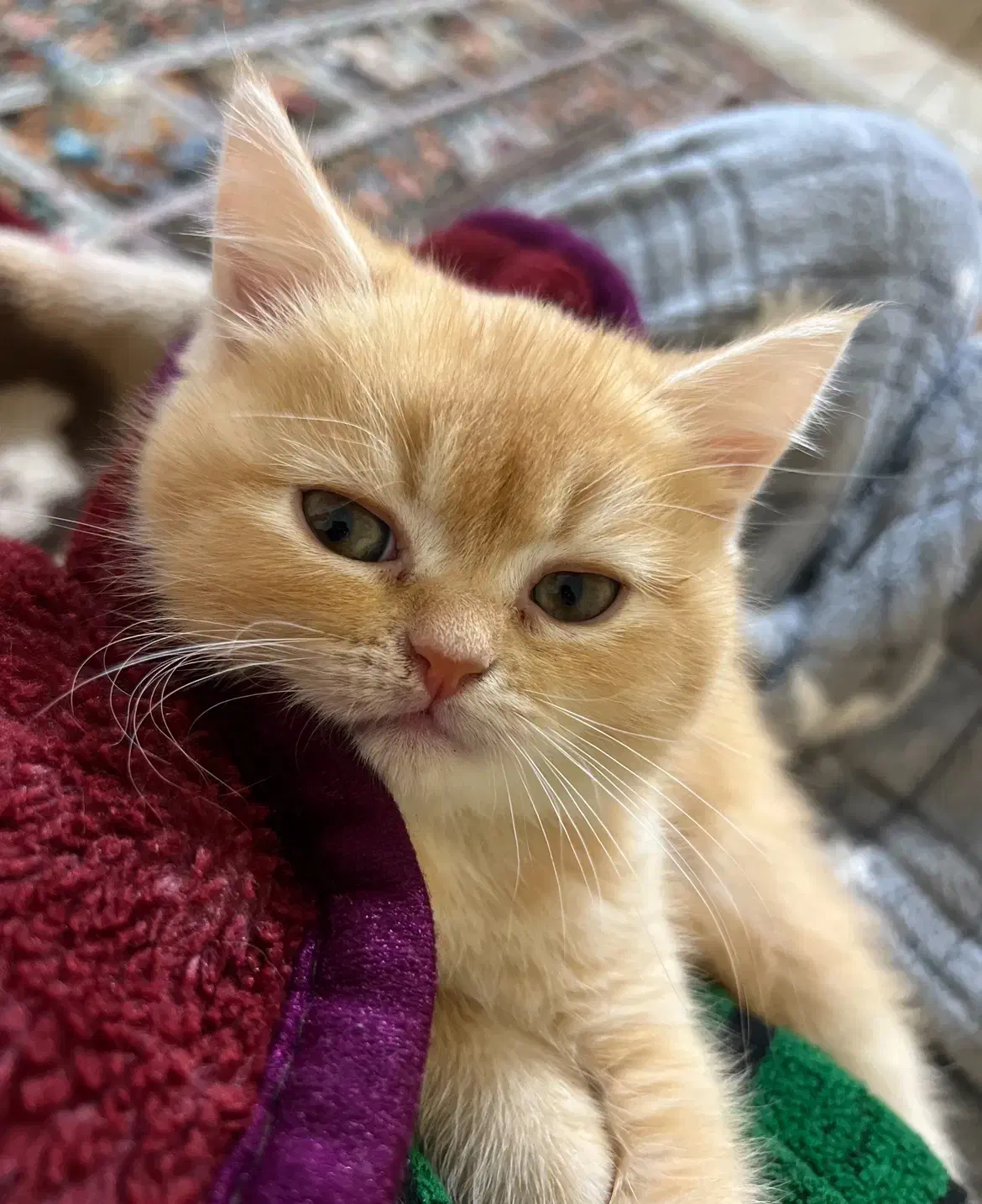 فروش گربه پرشین اسکاتیش|گربه|بندرعباس, |دیوار