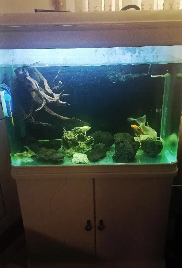 آکواریم ماهیران ۸۰ سانتی|ماهی|مبارکه, |دیوار