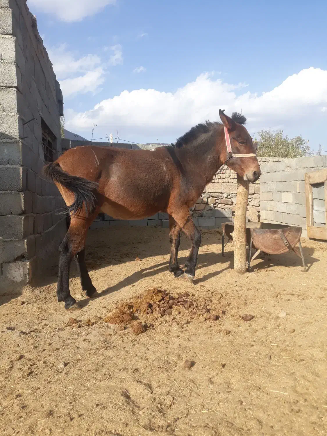 قاطر|اسب و تجهیزات اسب‌سواری|بسطام, |دیوار