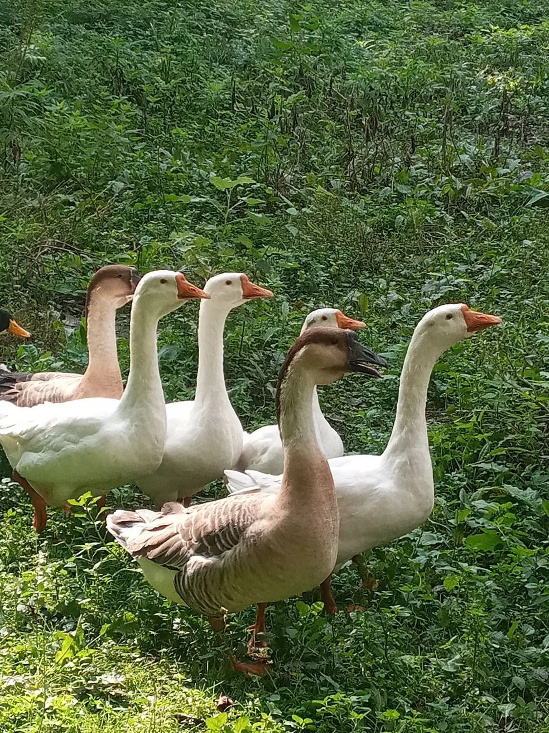 قوغاز میکس لیندا و خالماگوری|حیوانات مزرعه|رشت, حومه رشت|دیوار