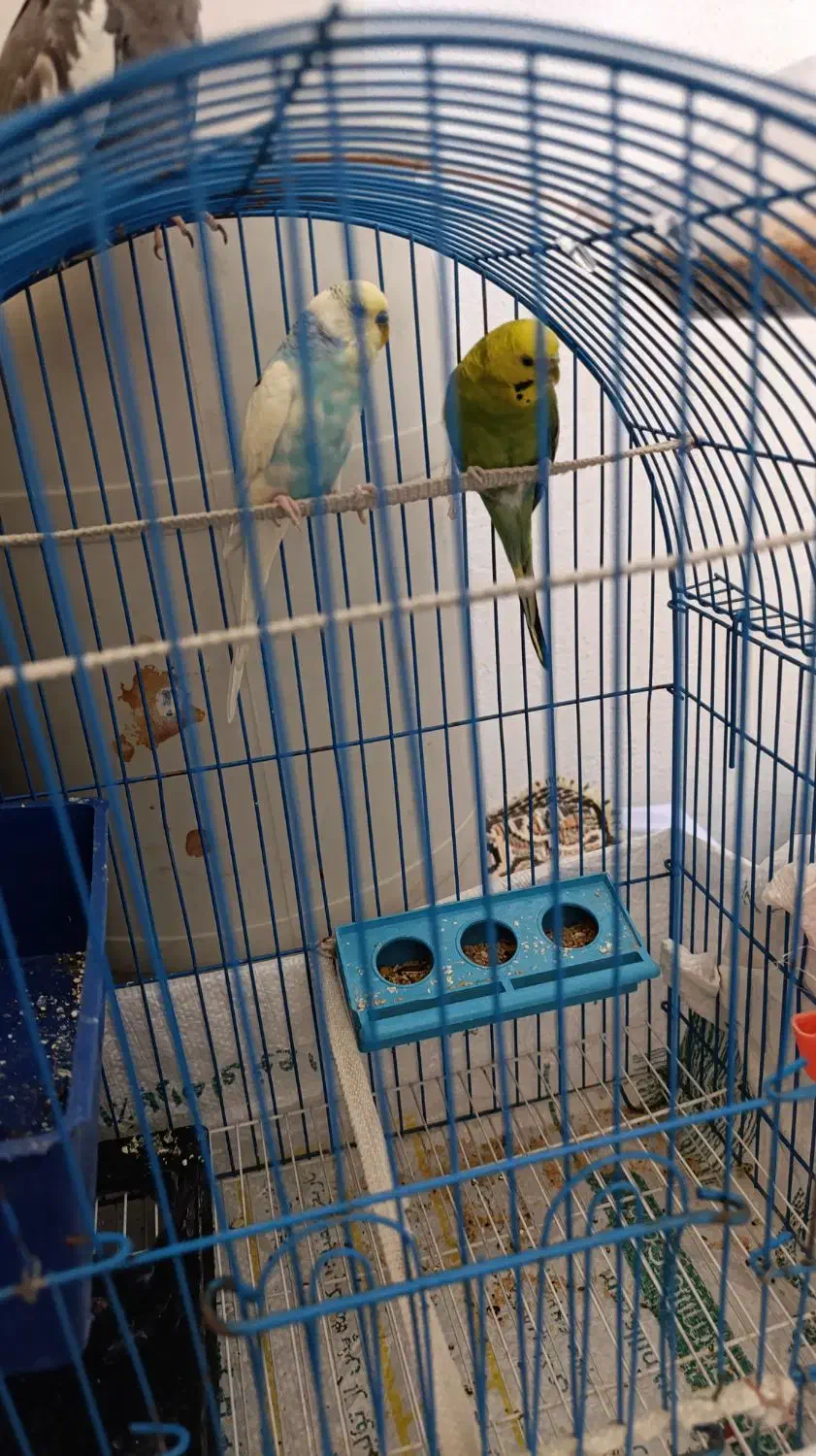 یک جفت مرغ عشق تخم گذار ۶۰۰تومان با قفس|پرنده|سیرجان, |دیوار