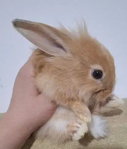 خرگوش های زیبا|موش و خرگوش|قم, جهان بینی|دیوار