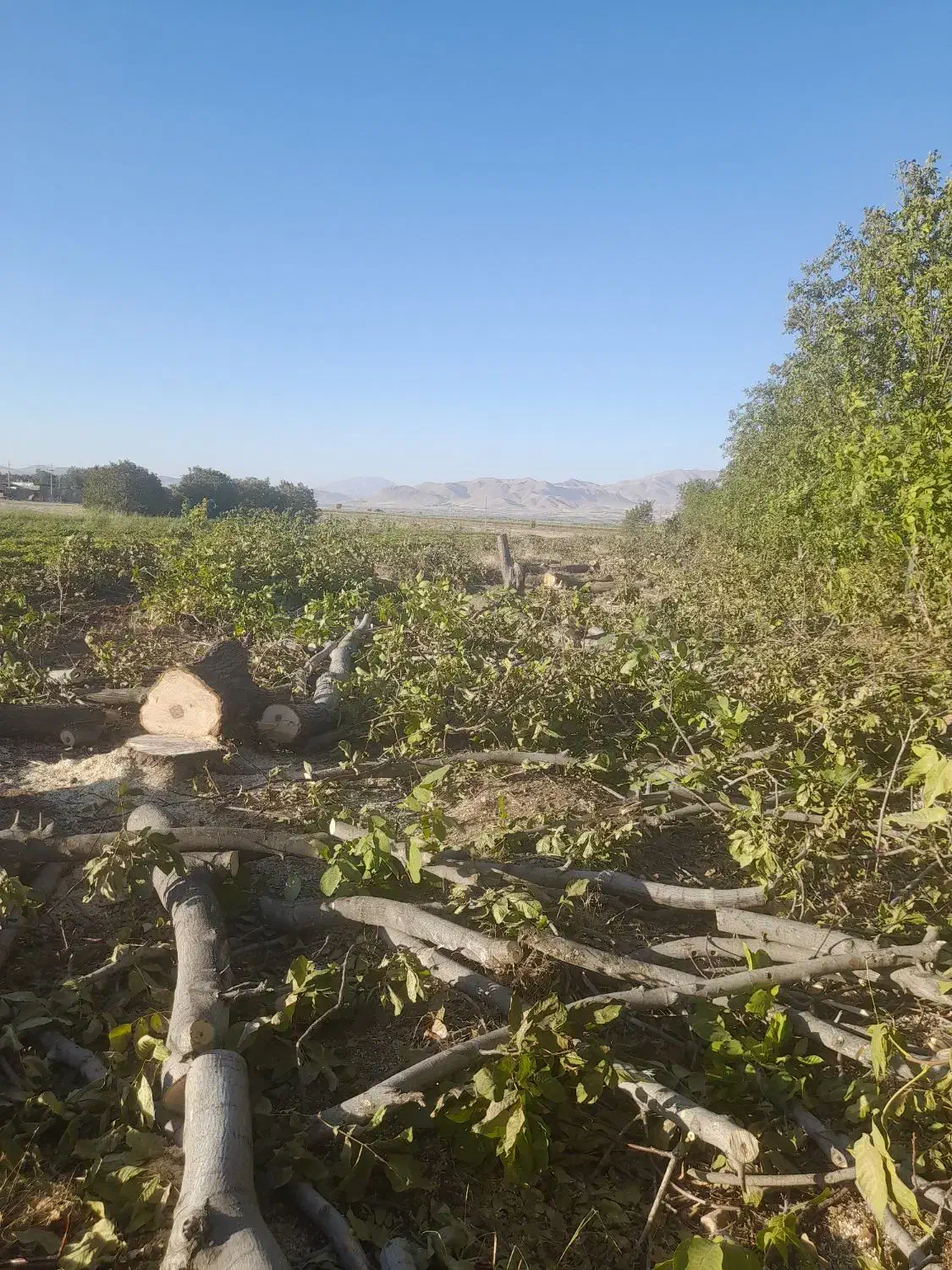 خرید برش انواع چوب|خدمات باغبانی و درختکاری|نهاوند, |دیوار