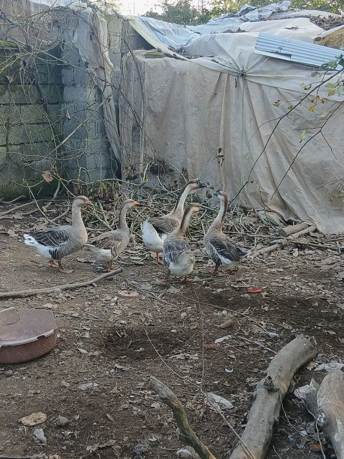 قوغاز|حیوانات مزرعه|آستانه اشرفیه, |دیوار