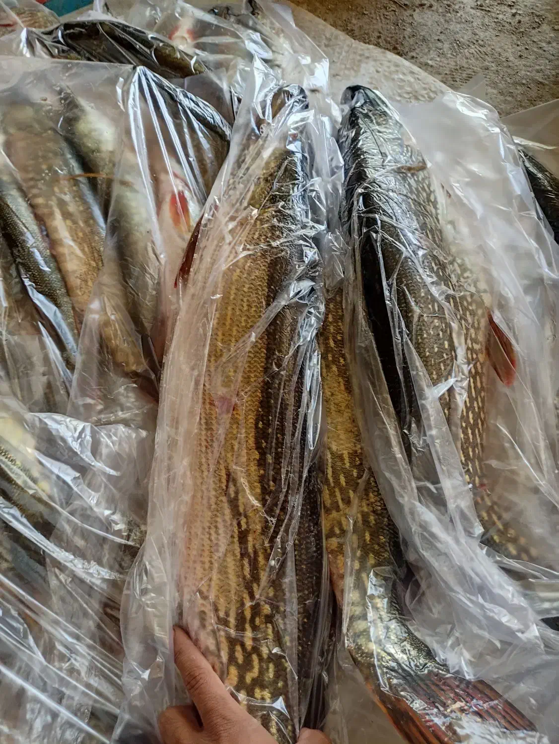 اردک ماهی|ماهی|بابل, |دیوار