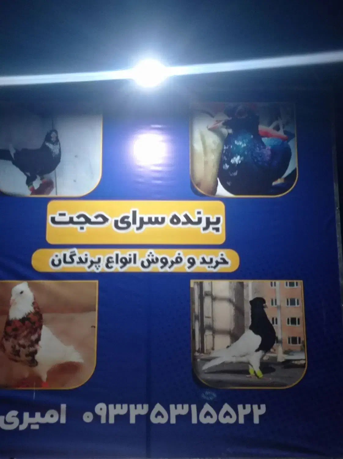 سلام دوستان بله نر رسید|پرنده|رفسنجان, |دیوار