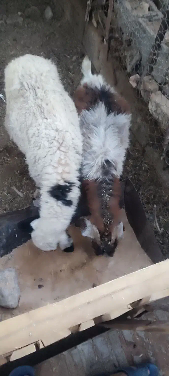 به صورت تکی هم فروخته میشود|حیوانات مزرعه|ماهان, |دیوار