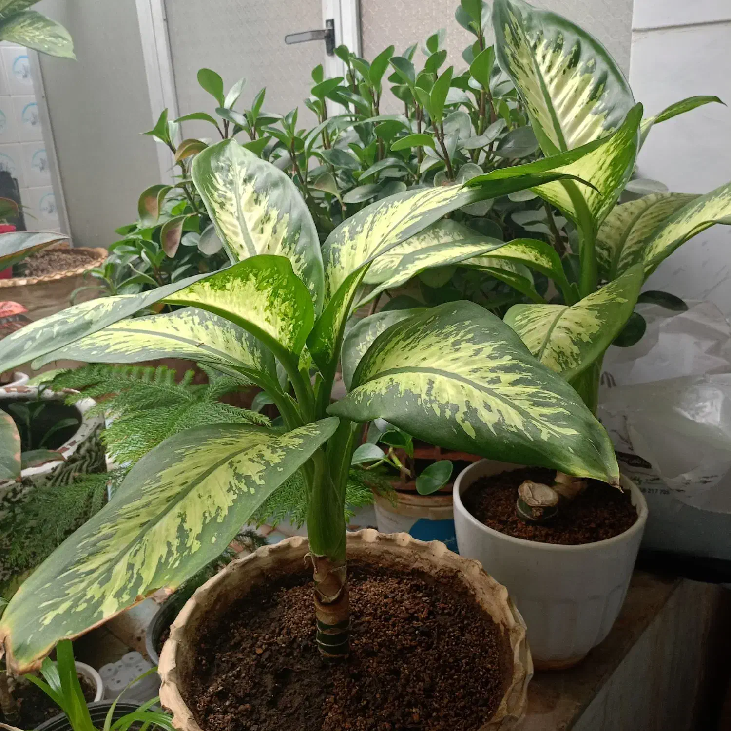 گیاه دیفن باخیا|گل و گیاه طبیعی|کرمان, |دیوار