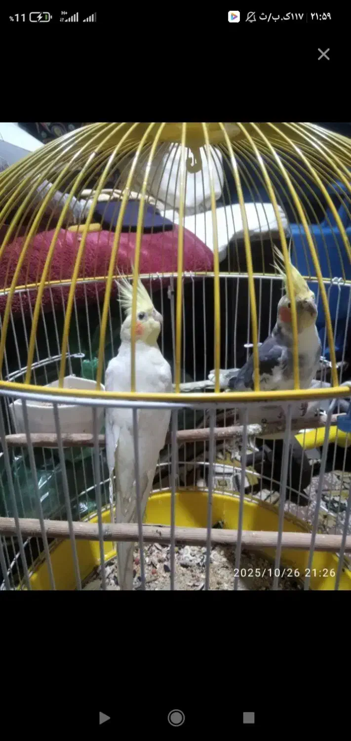 یک جفت عروس هلندی سخنگو|پرنده|بندر انزلی, سید آسیه|دیوار