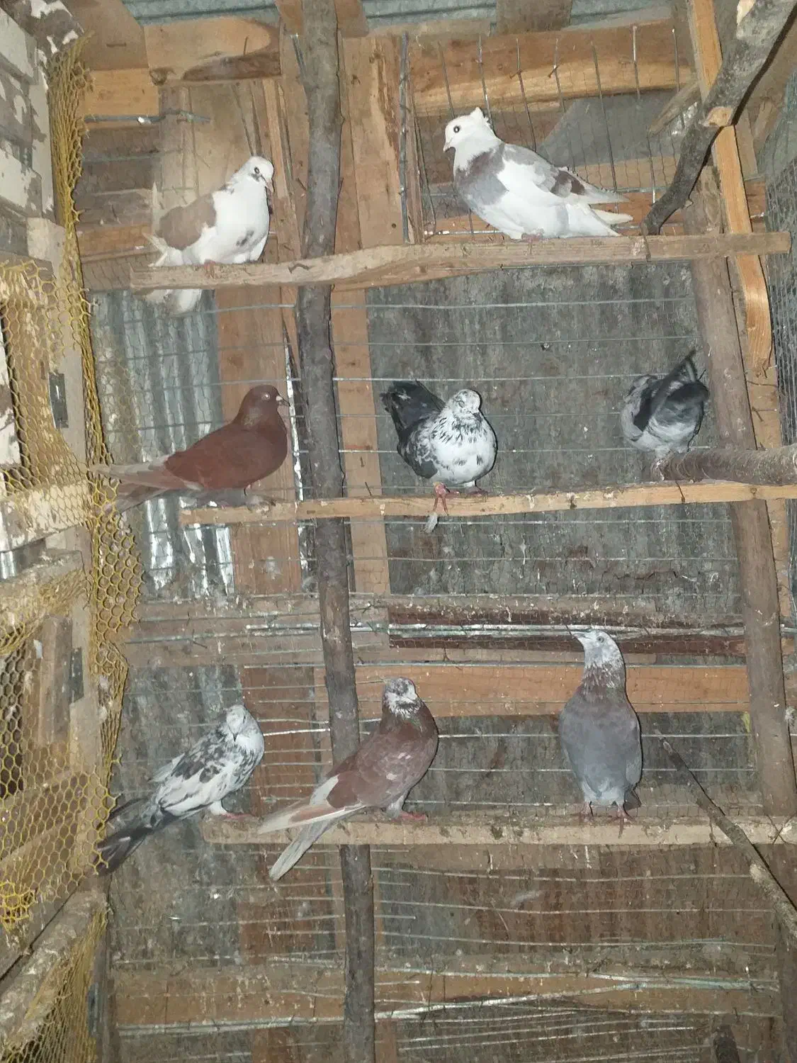 کبوتر پرشی وجفت گاهی|پرنده|احمدسرگوراب, |دیوار