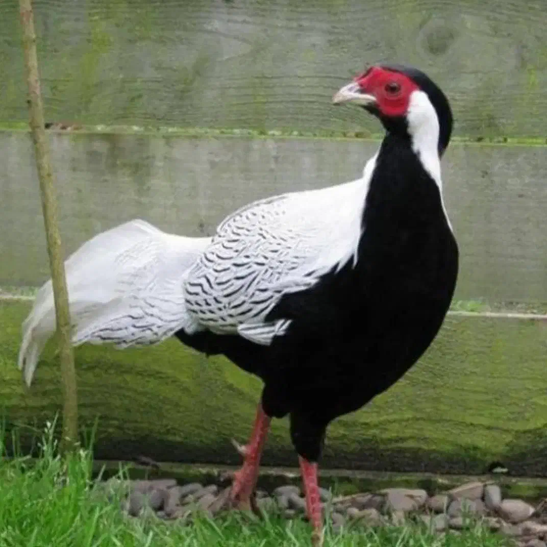 پرنده زینتی|پرنده|بیرجند, |دیوار