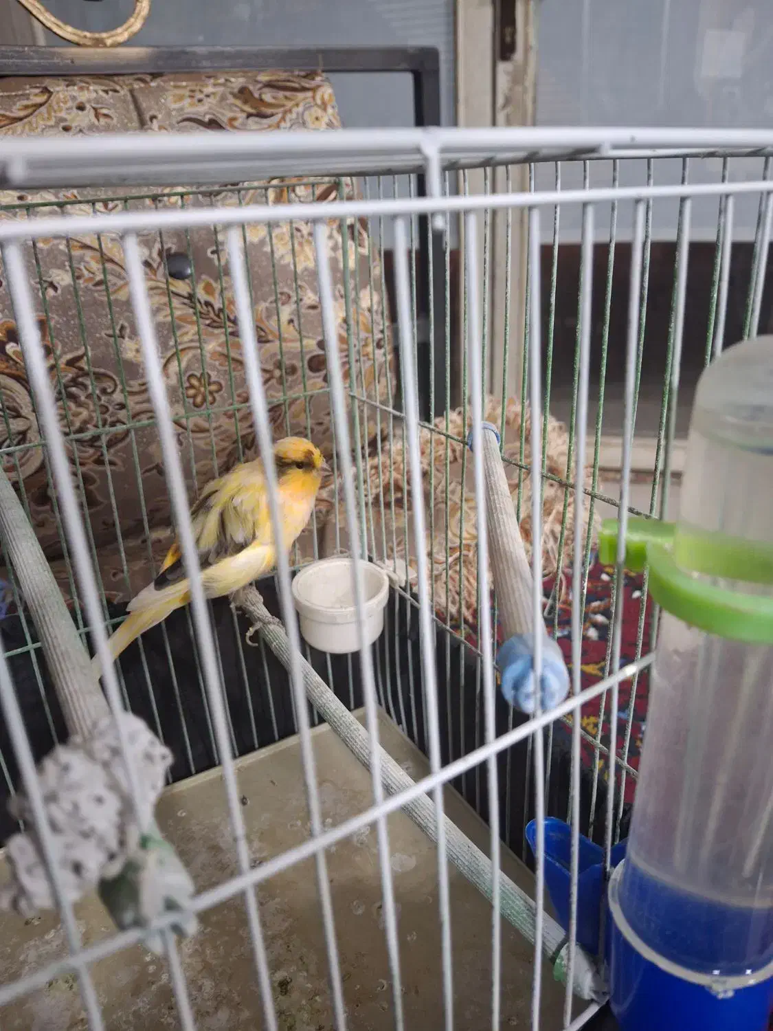 قناری نر ابلغ|پرنده|کرمانشاه, |دیوار