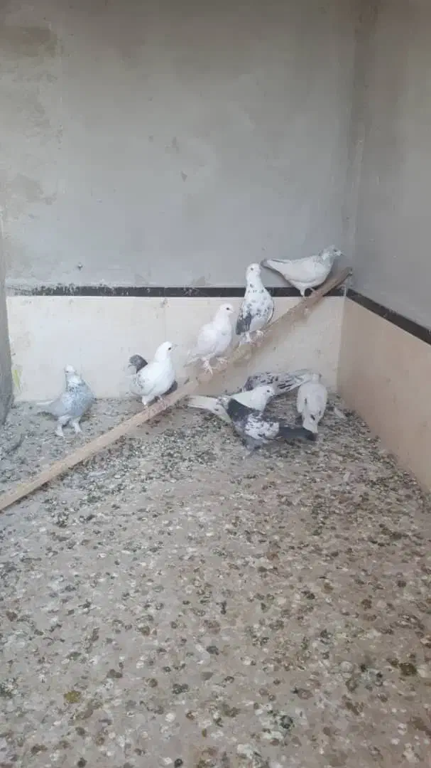 10تاکفتر غریبگیری ماده سرور|پرنده|قرچک, مهدیه|دیوار