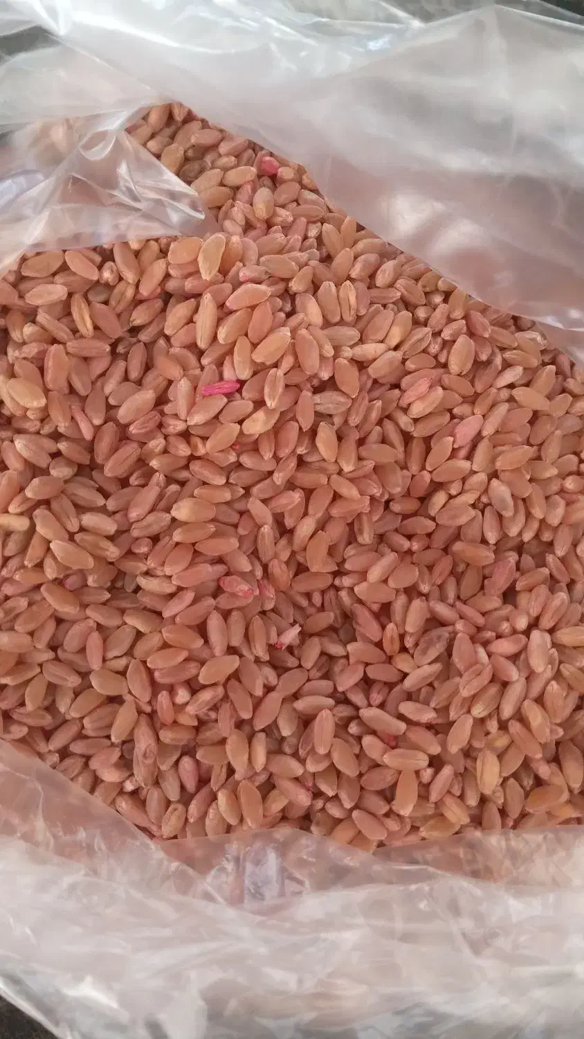 گندم بذری مادری ساجی|خدمات باغبانی و درختکاری|ایوان, |دیوار