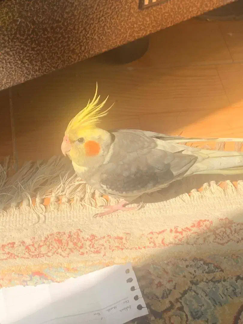 طوطی عروس هلندی گم شده|حیوانات|رشت, کوی مهر|دیوار