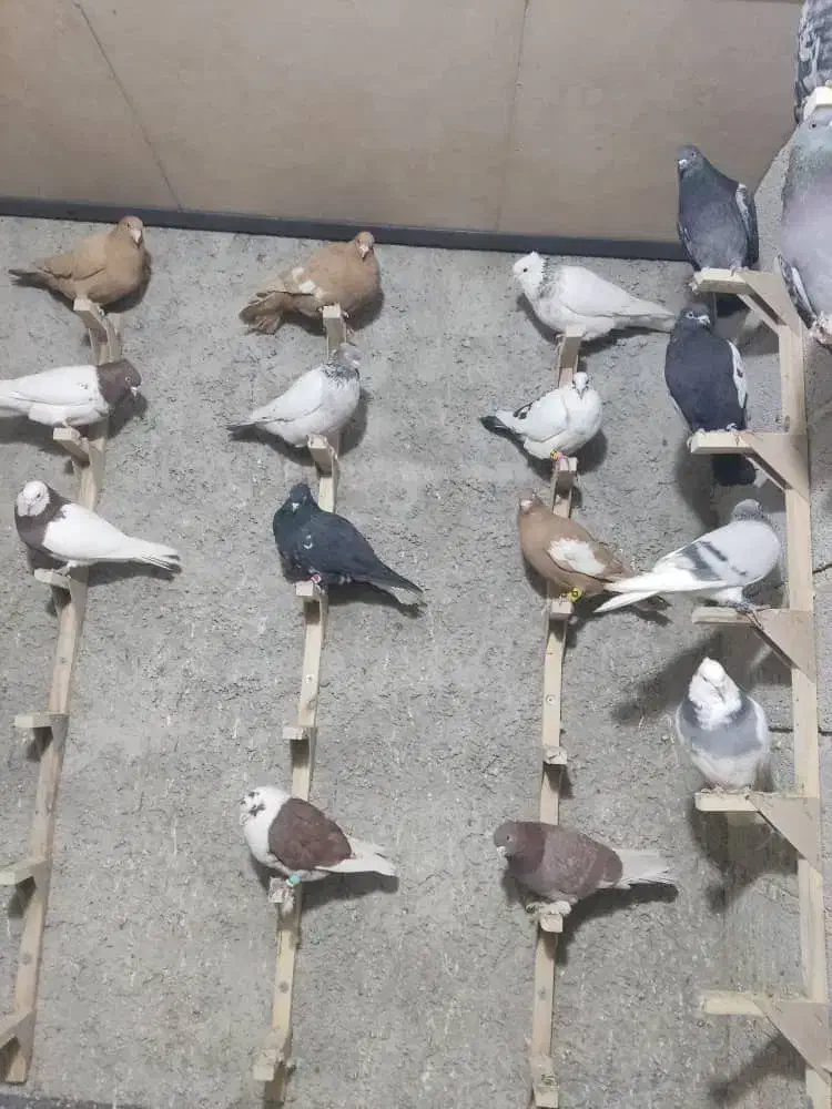 کفتر|پرنده|شیراز, شهرک صادقیه|دیوار