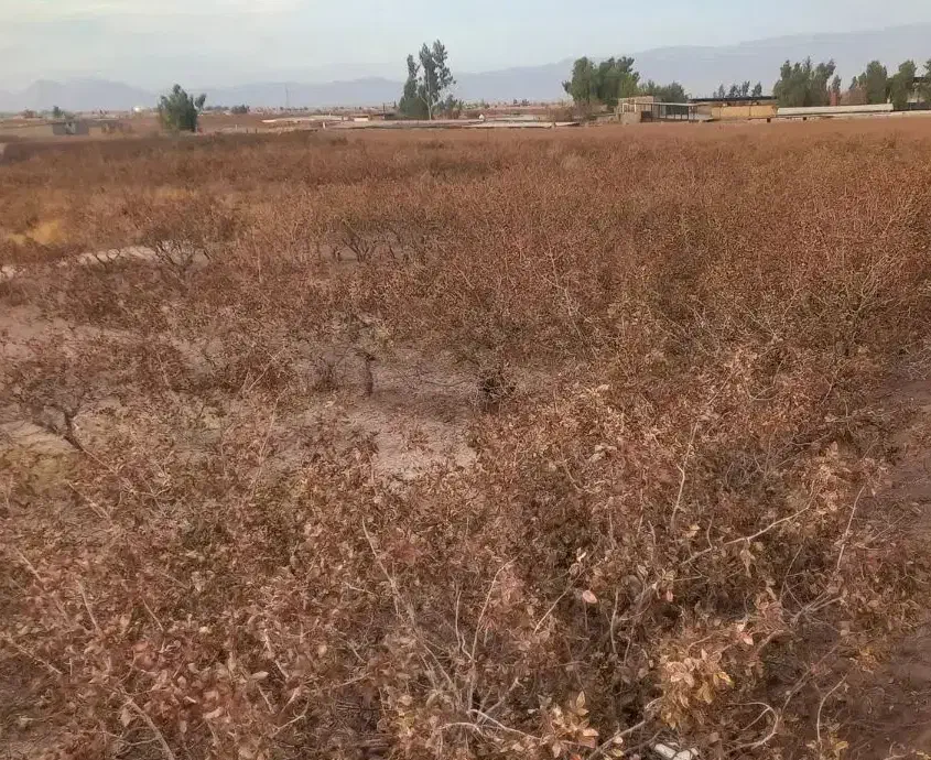 کارگرباغی|خدمات باغبانی و درختکاری|رفسنجان, |دیوار