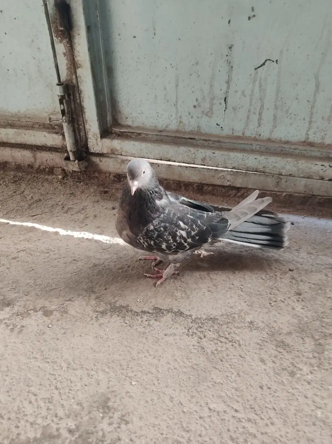 کبوتر پر|پرنده|فرخ‌شهر, |دیوار