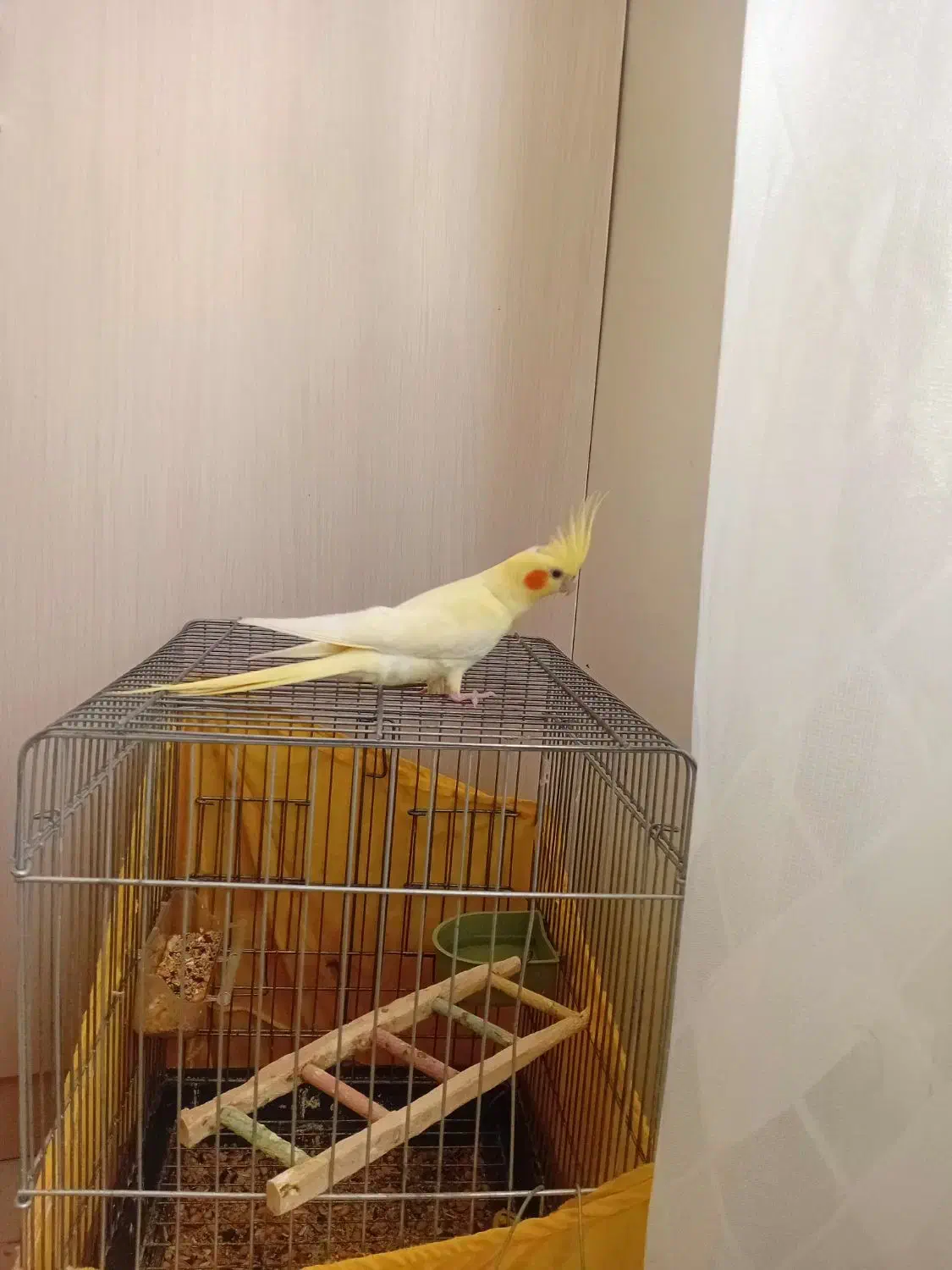 عروس هلندی لوتینوزعفرانی کینگ سایز|پرنده|قدس, شهرقدس|دیوار