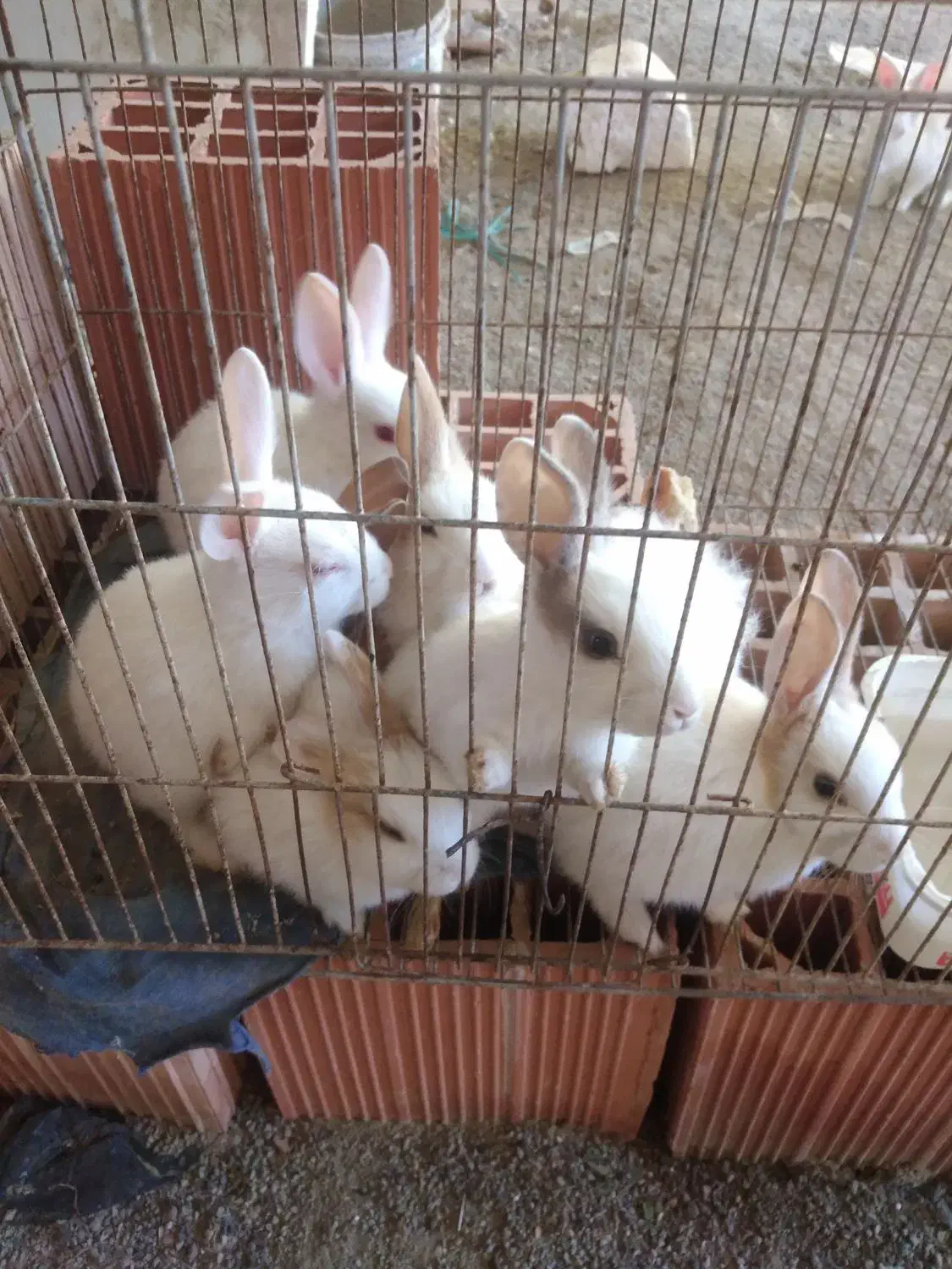 بچه خرگوش|موش و خرگوش|گرگان, |دیوار