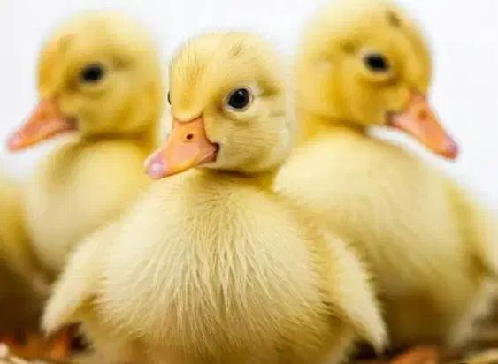 اردک و جوجه|حیوانات مزرعه|قم, شهرک مهدیه (مدرس)|دیوار