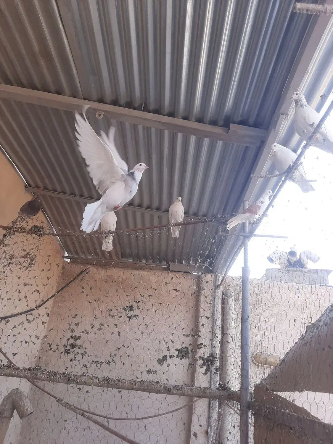 کبوترساعتی درجه یک بهترین خال|پرنده|اصفهان, ارغوانیه|دیوار