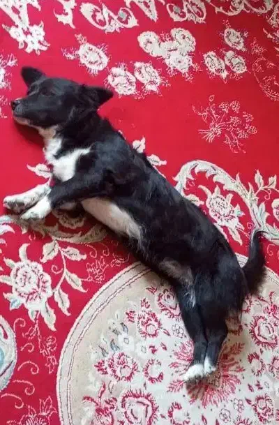 فروش به دلیل نداشتن مکان برای نگهداری|سگ|نیمبلوک, |دیوار