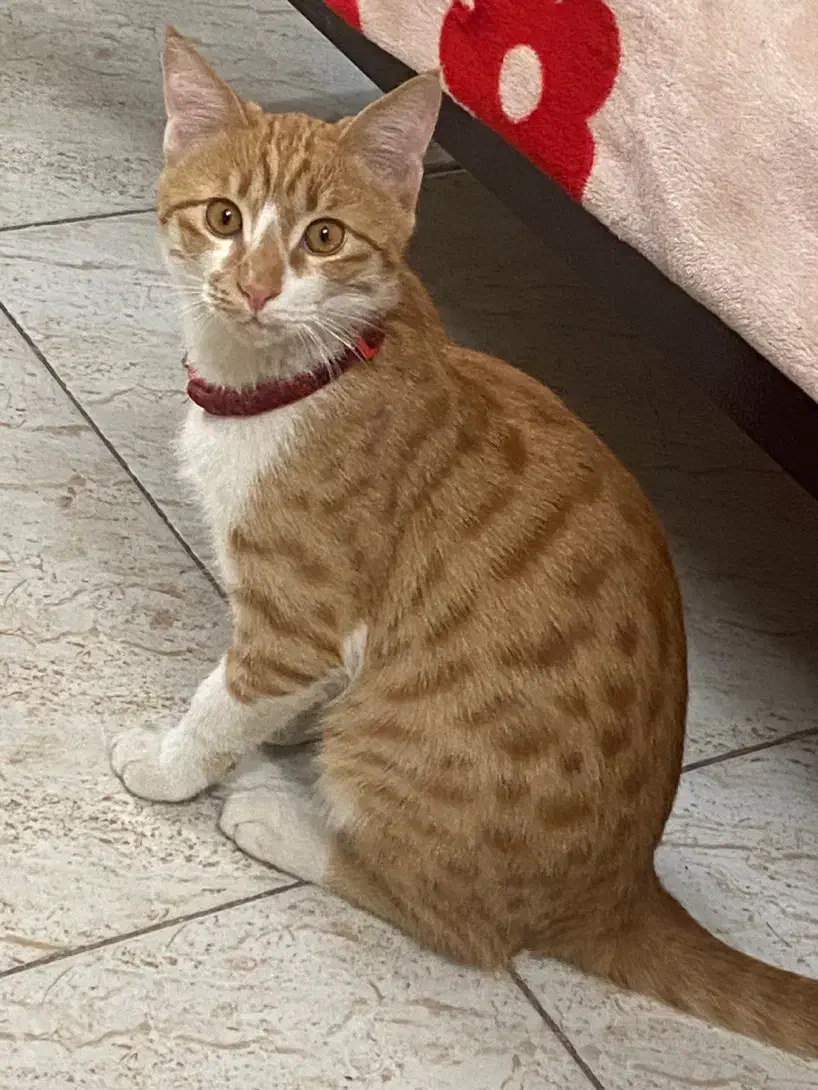 حیوان خانگی گربه معمولی|گربه|زنجان, |دیوار