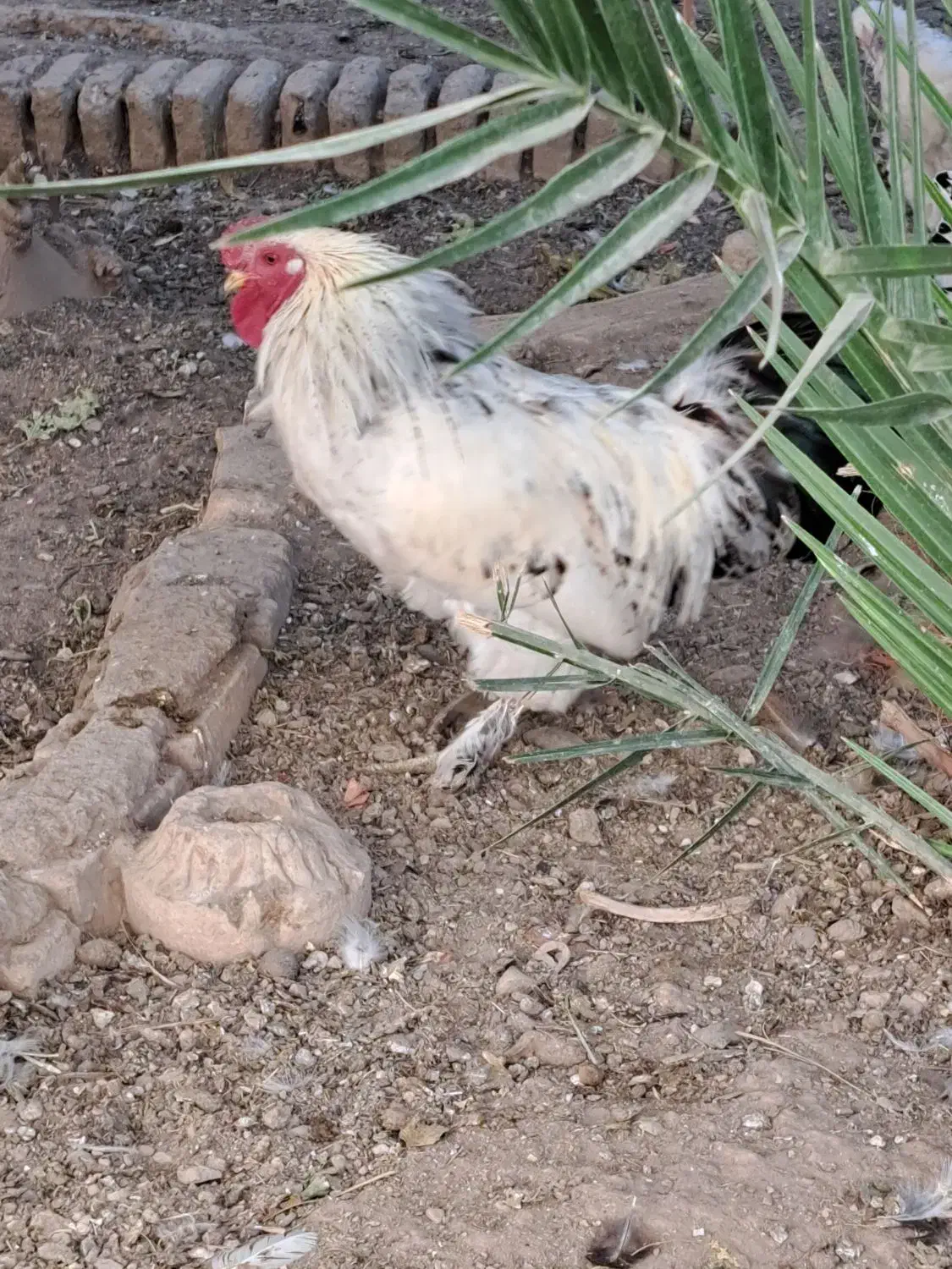 خروس زیبا وجوان|حیوانات مزرعه|قم, چهار مردان|دیوار