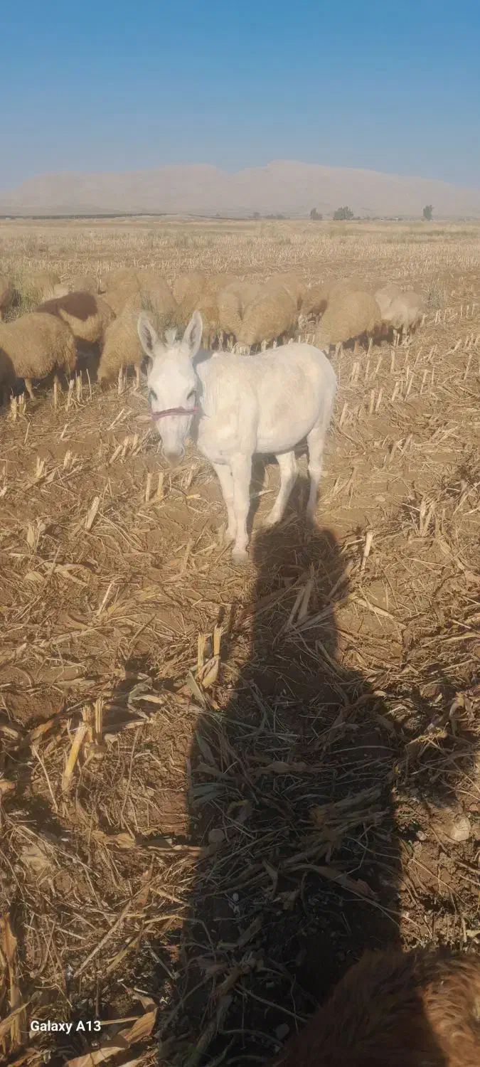 درجه یک ناو رانی|حیوانات مزرعه|دشت ذهاب, |دیوار