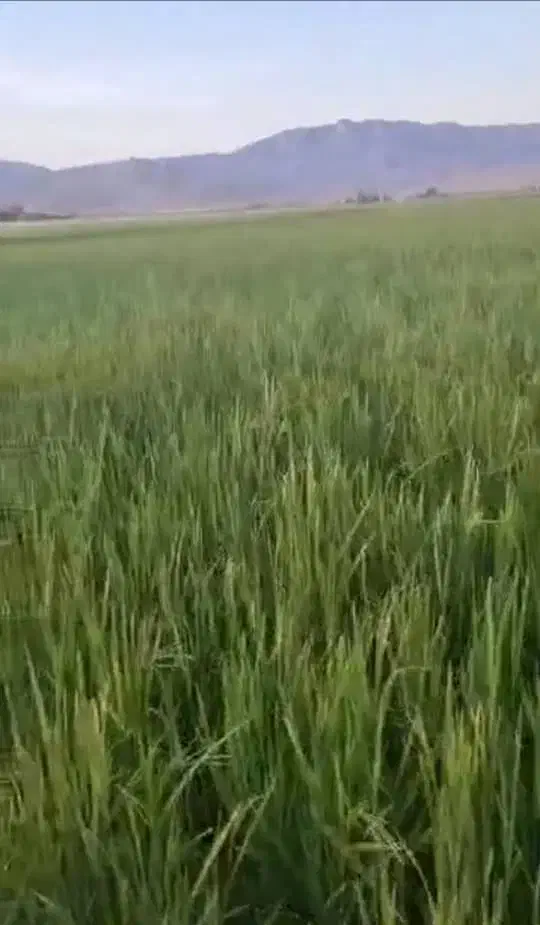 فروش زمین کشاورزی|فروش دفتر صنعتی، کشاورزی، تجاری|بانش, |دیوار