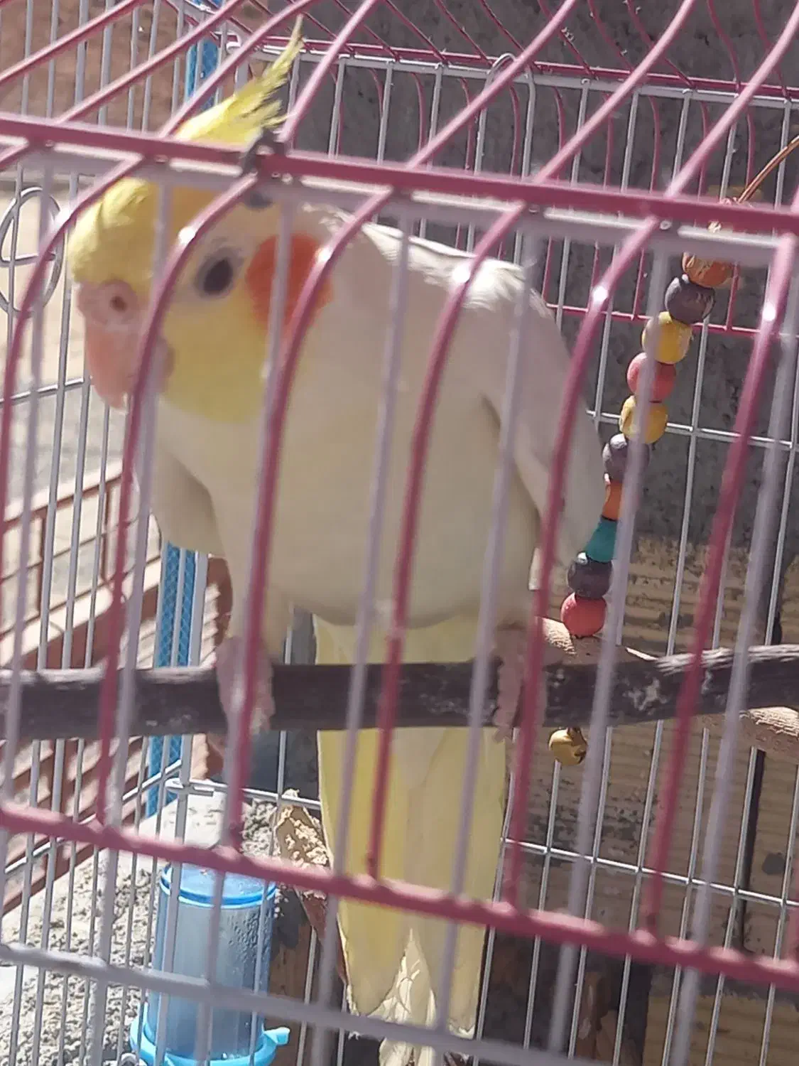 عروس هلندی|پرنده|شهرکرد, |دیوار