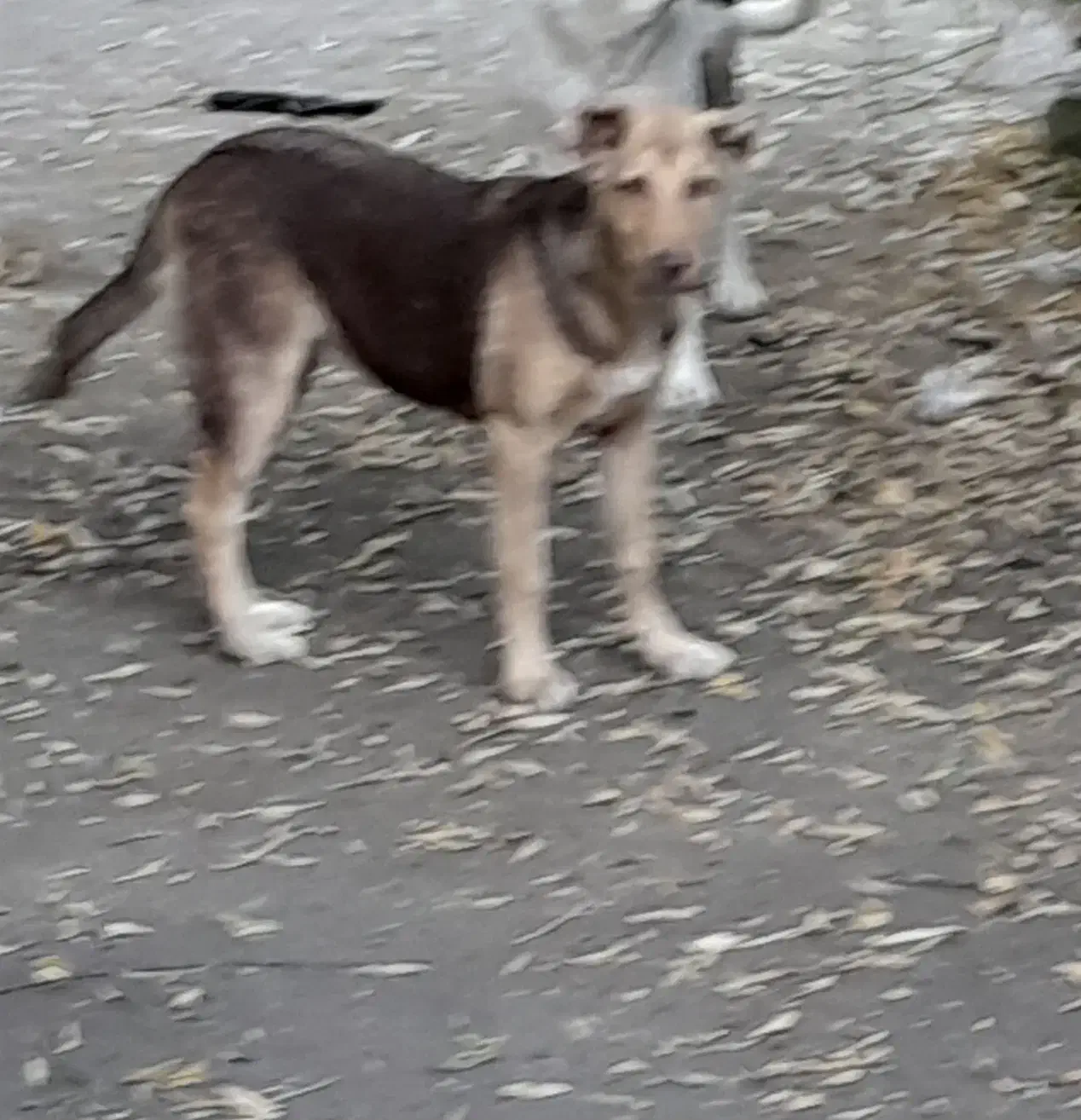 سگ نر برای نگهبانی،توله ماده عراقی|سگ|فیرورق, |دیوار