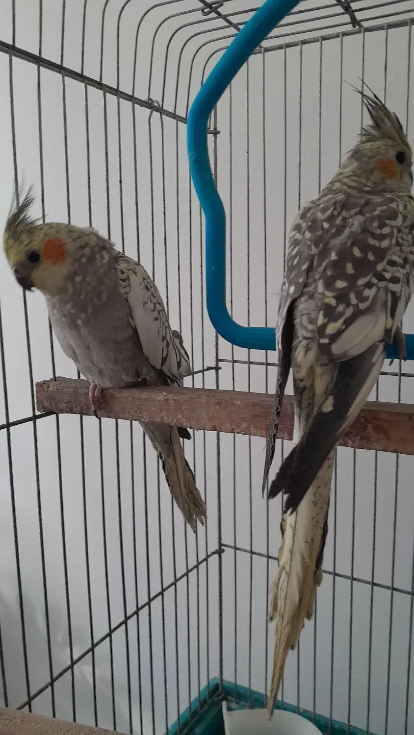 دو عدد عروس هلندی|پرنده|پاکدشت, پاکدشت (مامازند)|دیوار