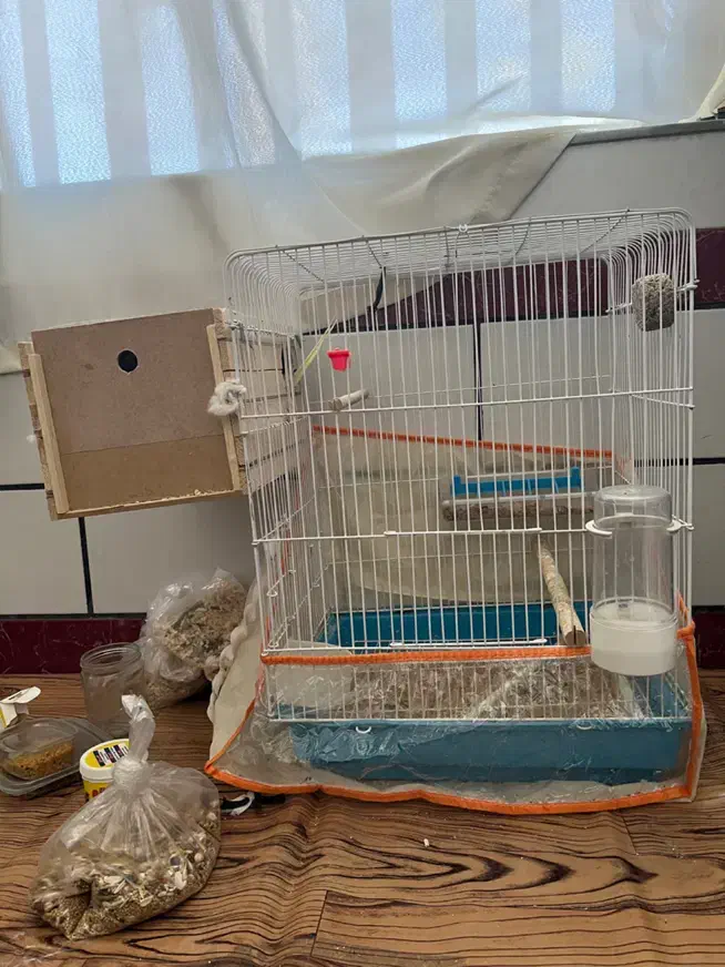 عروس هلندی|پرنده|کازرون, |دیوار