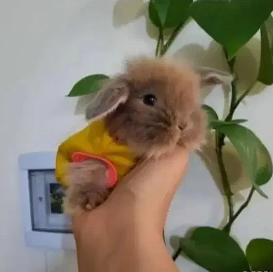 خرگوش لوپ مینیاتوری|موش و خرگوش|قم, صفائیه|دیوار