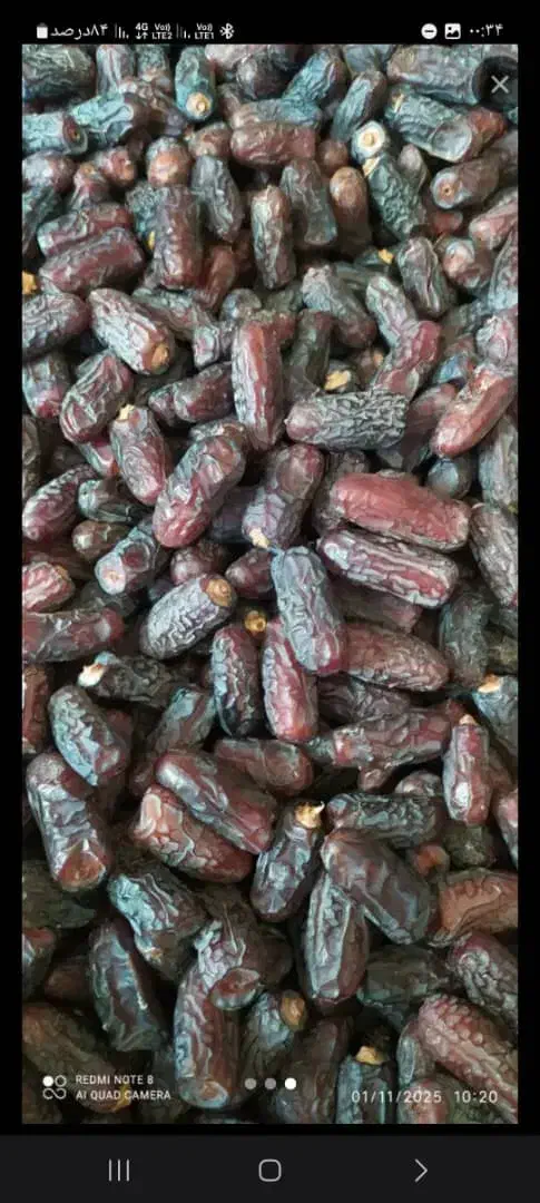 خرمایی پیارم به قیمت عمده فقط 295|عمده‌فروشی|لنگرود, |دیوار