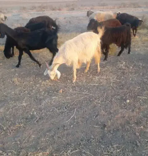 بز ترکی و دورگ موقعیت گناوه|حیوانات مزرعه|ریگ, |دیوار