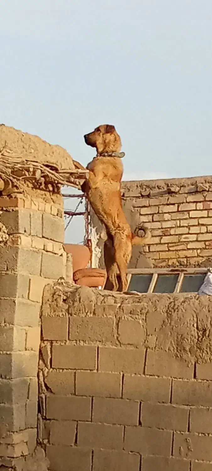 سگ پژدر|سگ|بیجار, |دیوار