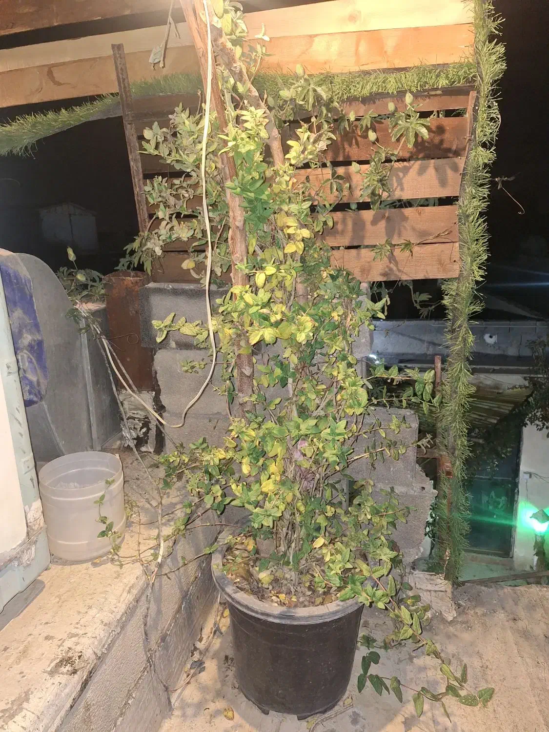 گل یاس|گل و گیاه طبیعی|پاکدشت, پاکدشت (مامازند)|دیوار