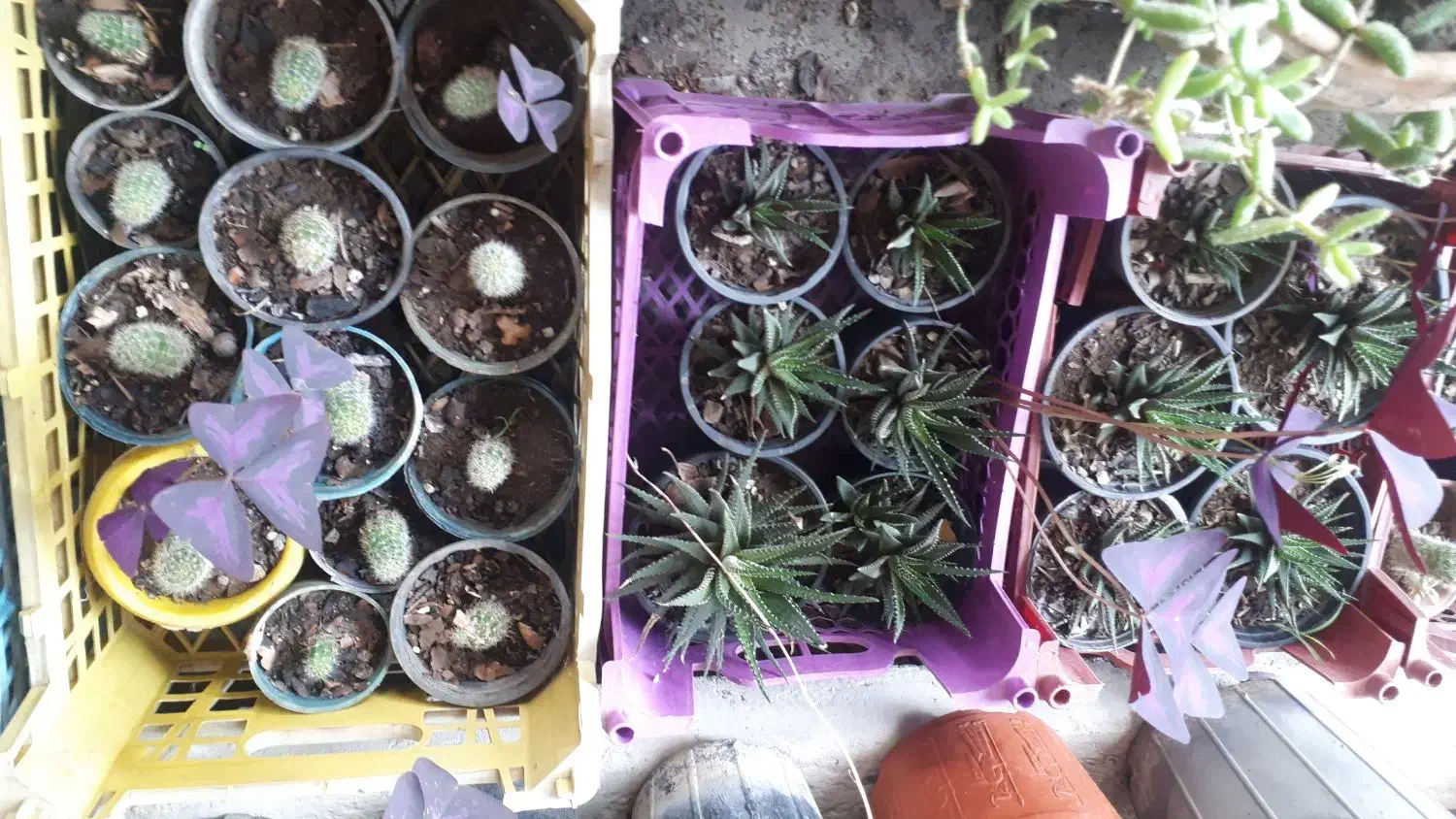 فروش گل و گیاه زیر قیمت بازار|گل و گیاه طبیعی|پرهسر, |دیوار