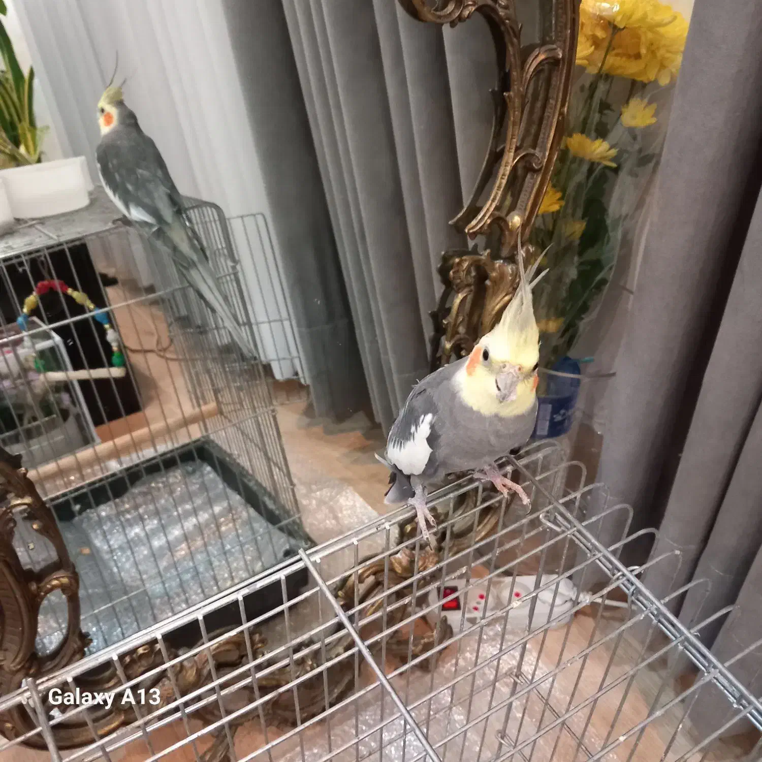 عروس هلندی|پرنده|شاهدشهر, |دیوار