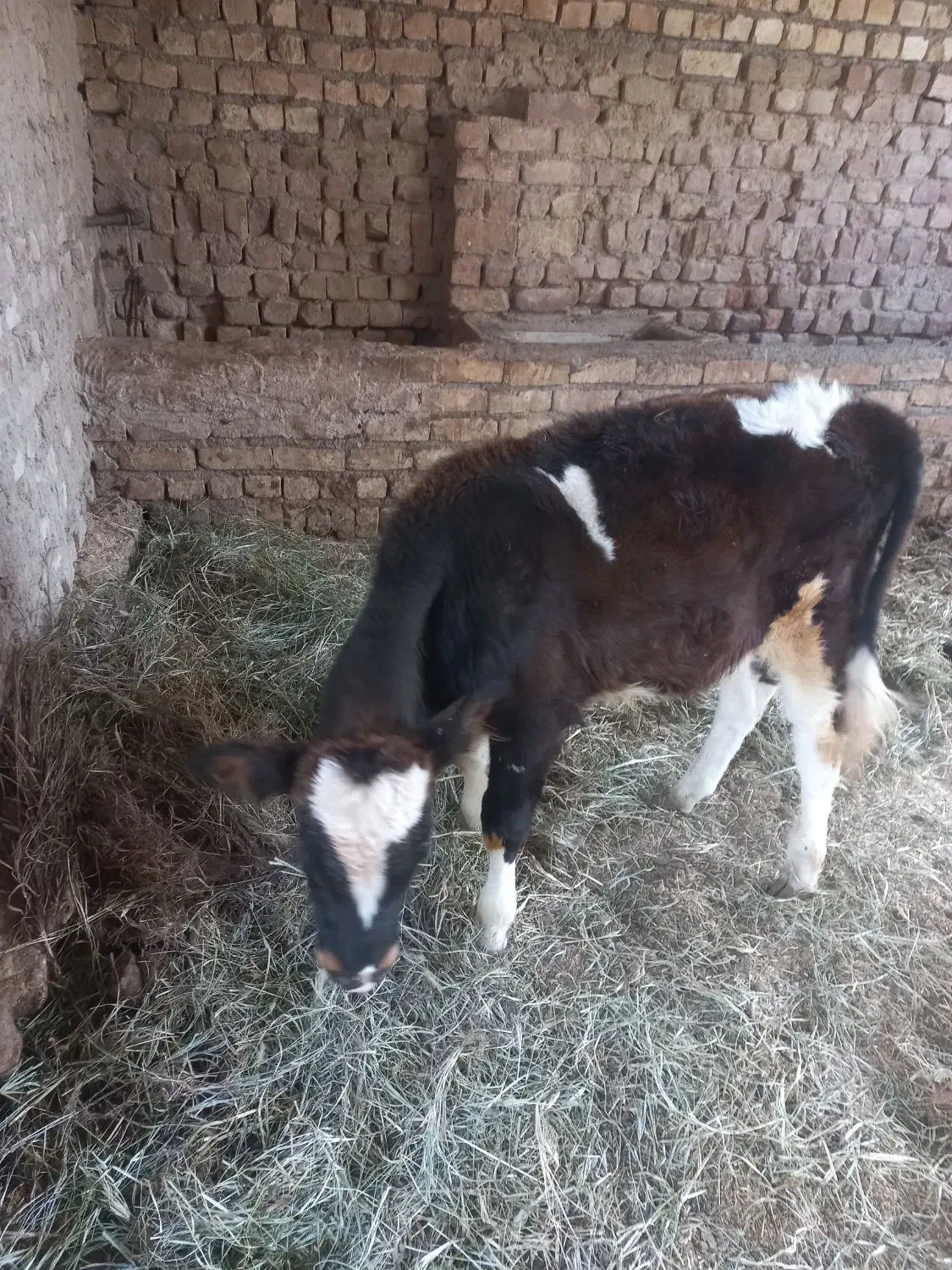 گوساله نرسالم وبخور|حیوانات مزرعه|کاشان, باغ فین|دیوار