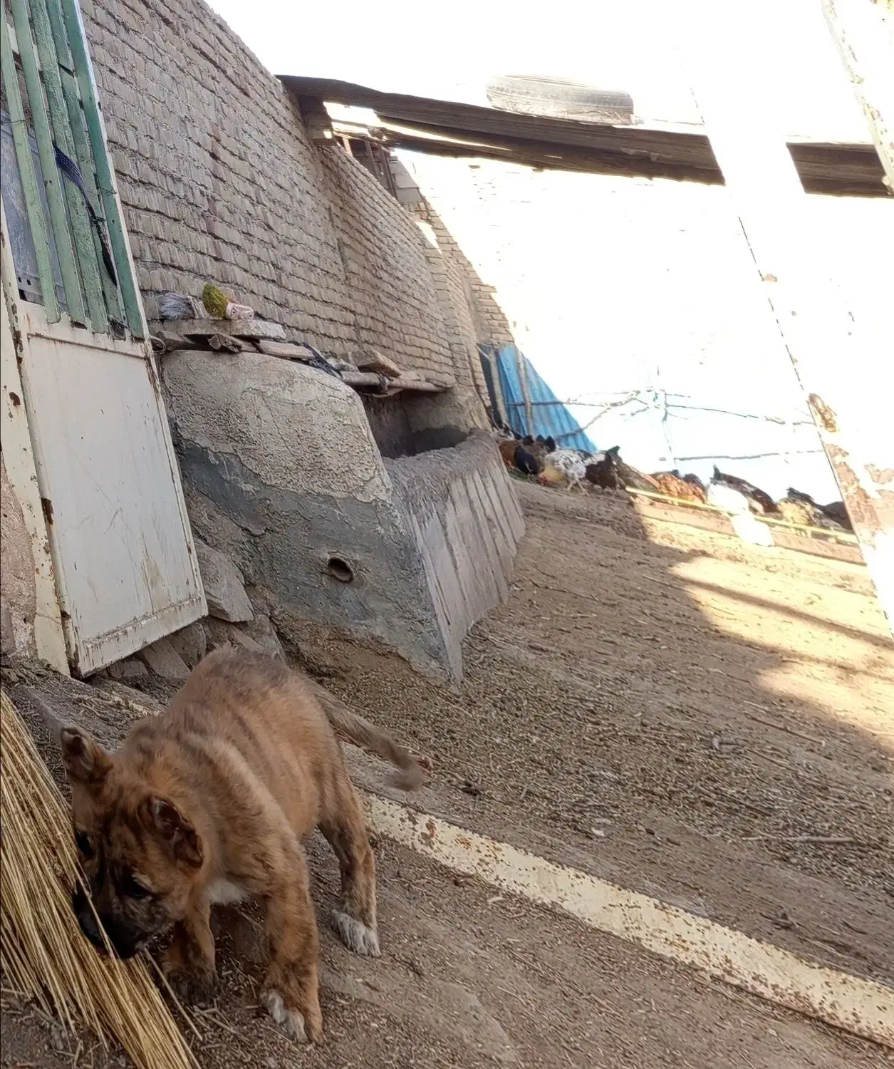 توله سگ پا کوتاه 300|سگ|سبزوار, رباط|دیوار