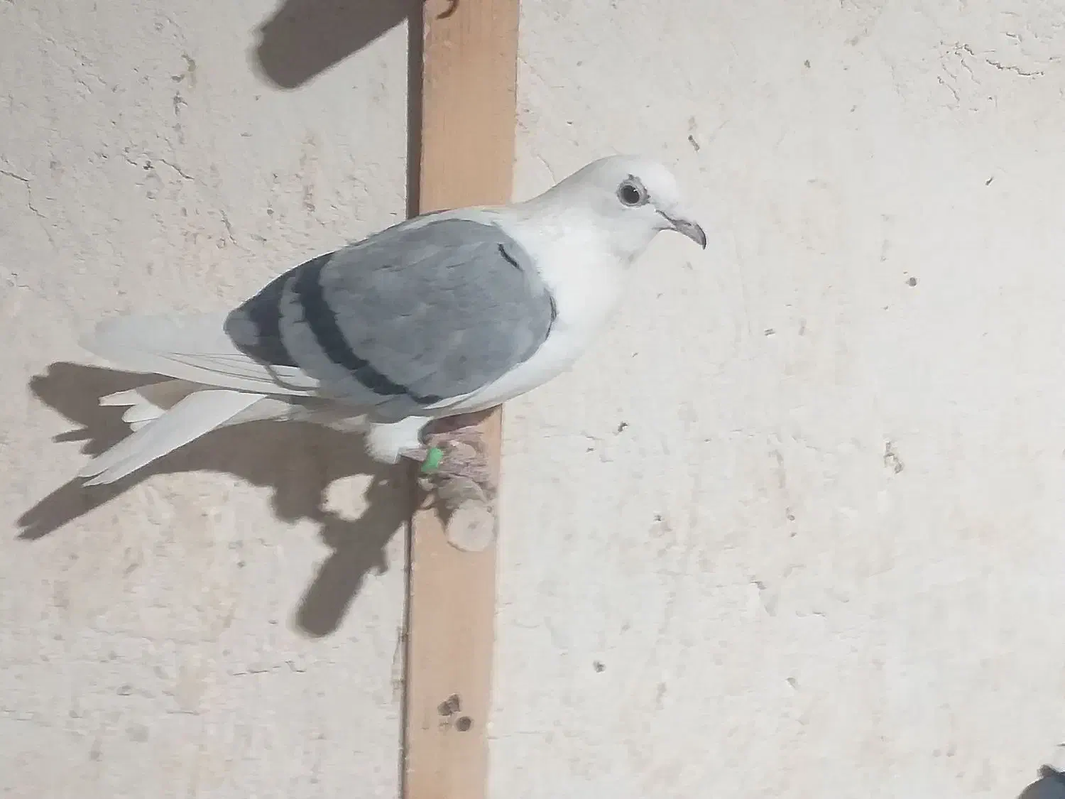 المانی ماده|پرنده|تاکستان, |دیوار