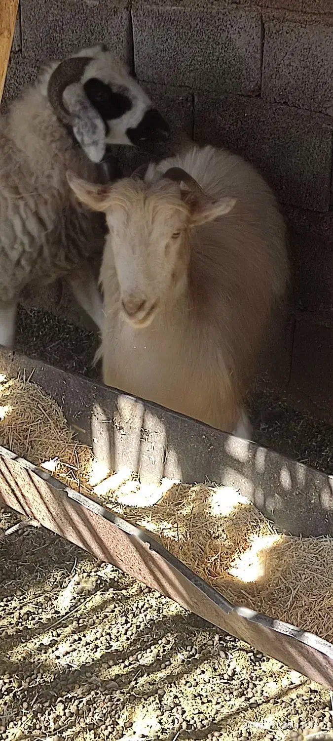 ۱۲۳|حیوانات مزرعه|بم, |دیوار