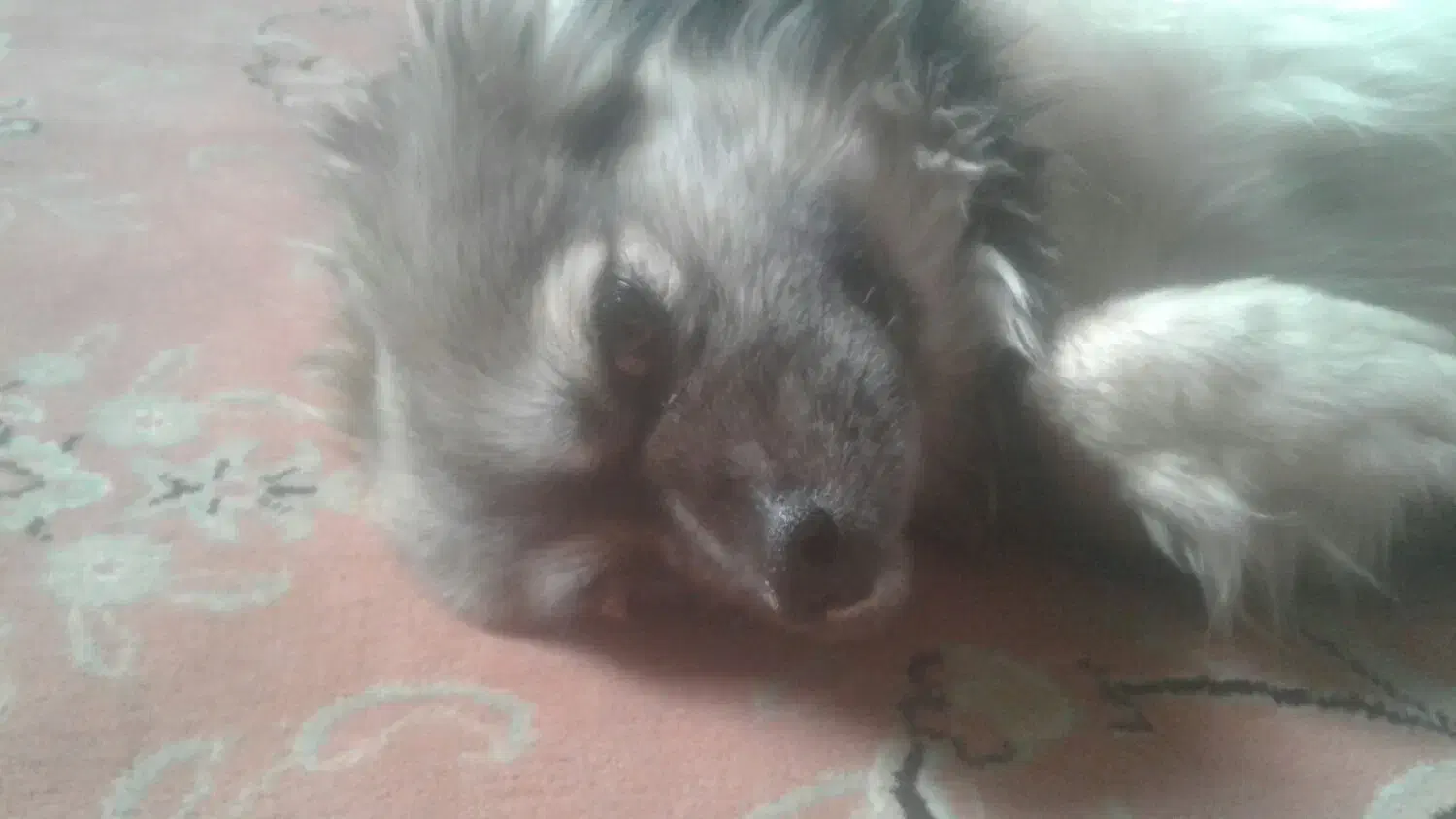 سگ تمیز و واقعا مهربون|سگ|تبریز, |دیوار