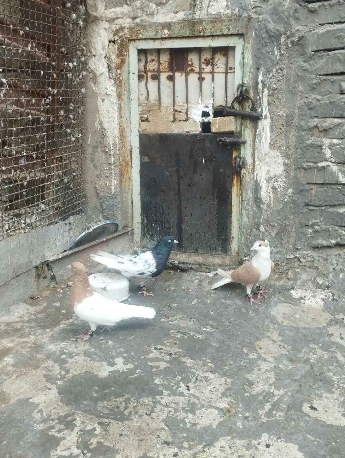 کبوتر کله ای دوبالی|پرنده|دزفول, |دیوار