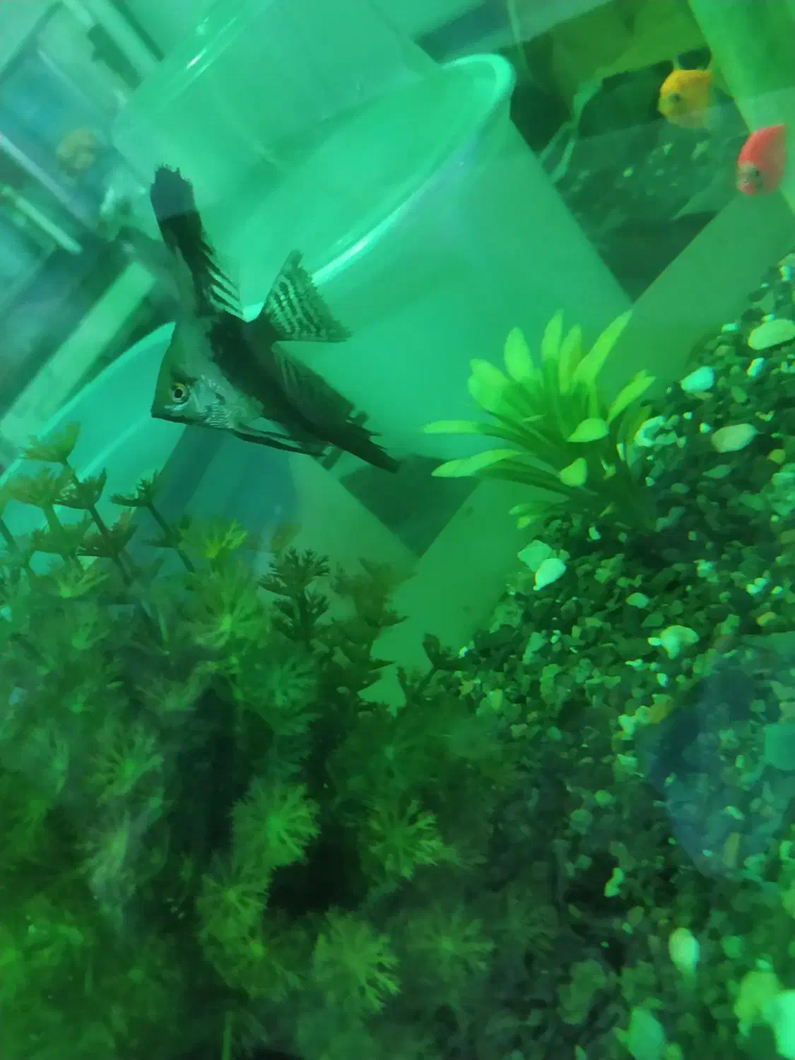 ماهی آنجل|ماهی|بجنورد, |دیوار